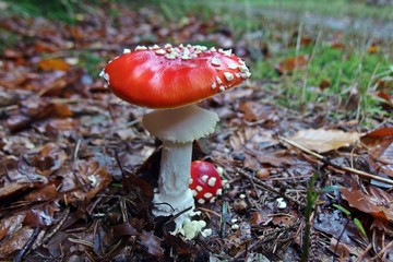 Fliegenpilz im Wald