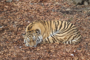 Уссурийский тигр