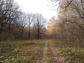 Fototapeta premium road in forest