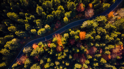 Curvy Winding Road in Forest at Fall. Vibrant Colors. Aerial Drone View