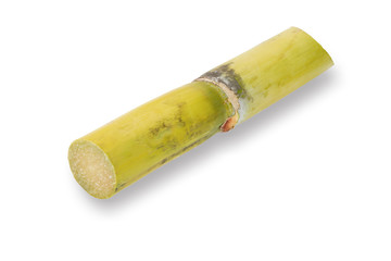 Close up Sugarcane, Fresh sugar cane for extracting the juice isolated on white background.This has clipping path. 