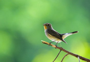 Taiga Flycatcher or Red-throated Flycatcher perched on a tree in the garden with green background.