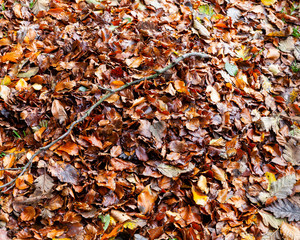 Beech leaves,