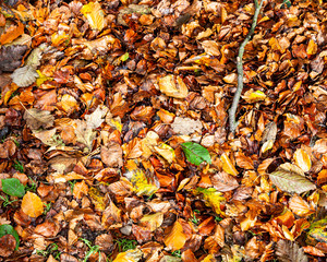 Beech leaves,