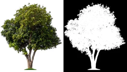 Zelfklevend Fotobehang Isolated single tree with clipping path and alpha channel on a white background. Big tree large image is easy to use and suitable for all types of art work and print. © Choo