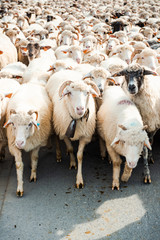 Herd of Sheeps Walking from Pasture to Farm
