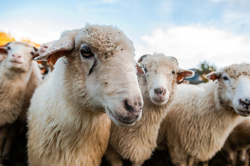 Sheep Flock or Herd on Green Pasture Outdoor at Sunny Fall Day