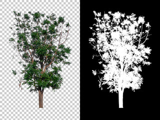 Isolated single tree with clipping path and alpha channel on a transparent picture background. Big...