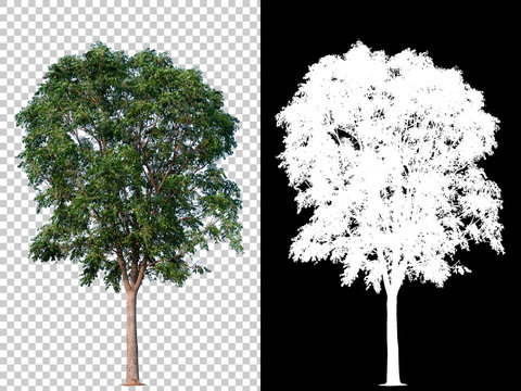 Tree With Alpha Tree Alpha Channel Images – Browse 26,935 Stock Photos, Vectors, and ...
