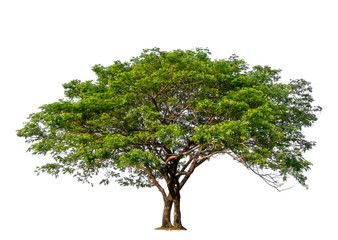 Isolated single tree with clipping path  on a white background. Big tree large image is suitable for all types of art work and print.