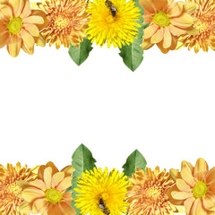 Beautiful floral background of dandelions and chrysanthemums. Isolated