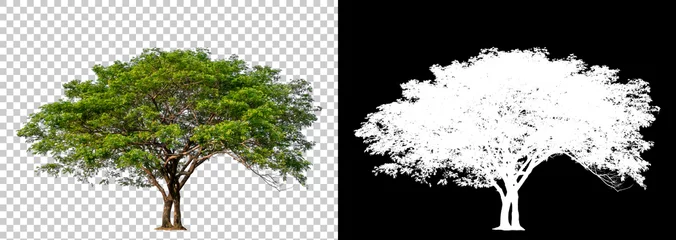 Fototapeten Isolierter einzelner Baum mit Beschneidungspfad und Alphakanal auf einem transparenten Bildhintergrund. Big Tree großes Bild ist einfach zu verwenden und für alle Arten von Kunstwerken und Druck geeignet. © Choo