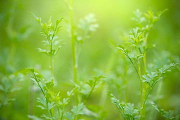 Coriandrum spp on green nature background and morning sunlight at organic farm. Closeup and copy space. Concept of medicinal plants or herb.