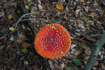 Autumn mushrooms - fly agaric