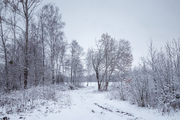 Winter white landscape with Christmas trees in the snow, Christmas background. Travel, Happy New Year, Merry Christmas.