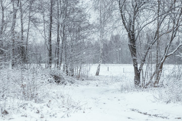 Winter white landscape with Christmas trees in the snow, Christmas background. Travel, Happy New Year, Merry Christmas.