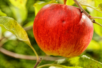 red apple on appletree before harvest
