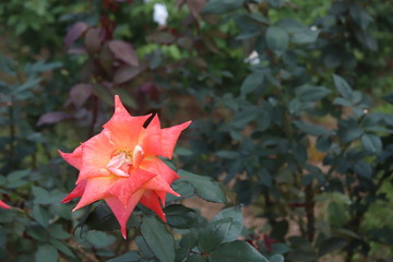 Fototapeta premium 薔薇