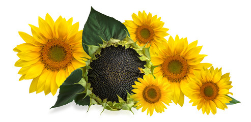 Composition of ripe sunflower with green leaves and bright yellow sunflower flowers on an isolated white background.