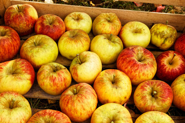 topaz apple crop in my urban garden