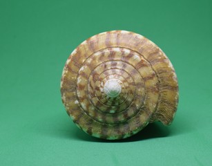 Large conch of Strombus Bobonius front view on green background. Natural seashell of prehistoric site