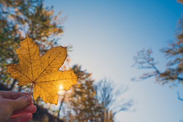 Yellow autumn leaf in hand on blue sky background
