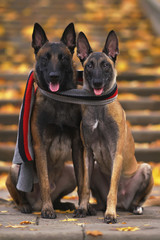 The lovely couple of two young Belgian Shepherd Malinois dogs (male and female) sitting together on the stairs posing with one scarf around their necks in autumn park