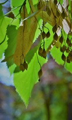 green leaves of a tree