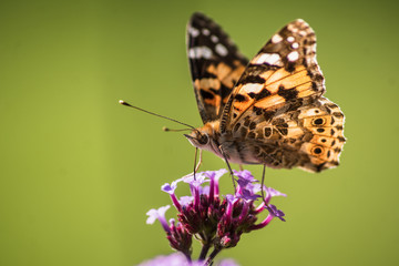 Distelfalter (Vanessa cardui) auf Blume