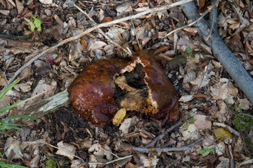 old boletus which is no more eatable