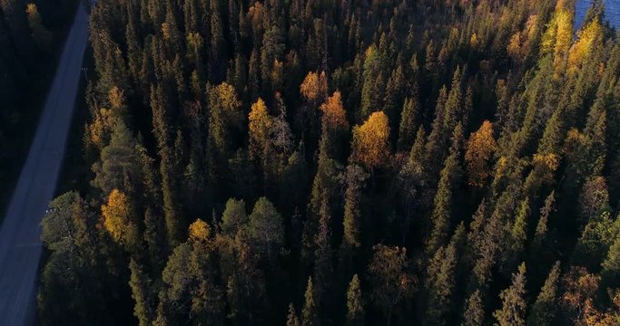 Autumn color forest, Aerial, tilt up, drone shot, over foliage colored trees, revealing lake Pallasjarvi and Ounastunturit fells, on a sunny, autumn day, in Pallas-Yllastunturi park, Lapland, Finland
