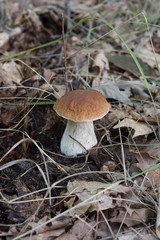 beautiful boletus in the autum
