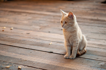 Tabby cat with on wood larder