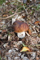 beautiful boletus in the autum