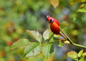Wild rose on a branch
