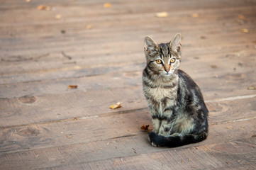 Tabby cat with on wood larder
