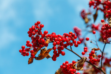 Red berries of hawthorn