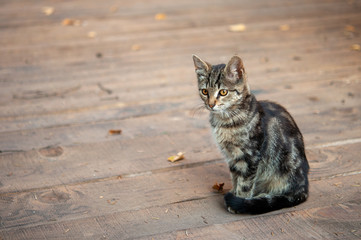 Fototapeta premium Tabby cat with on wood larder