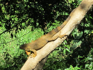 Leguan Costa rica Tier