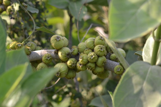 A branch of a Ficus racemosa ( Ficus glomerate Roxb) popularly known as cluster fig tree, Indian fig tree or goolar ( gular),P