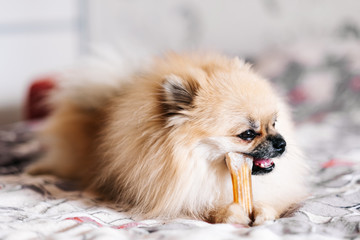 German Pomeranian Spitz dog with a treat, brushes his teeth, gnaws a bone. training and promotion of the animal. poster, cover, advertisement. hygiene and prevention of perspiration.