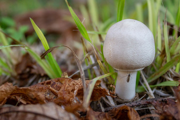 White mushroom in green and dry grass, with a mosquito sitting on it.