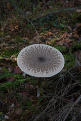 parasol mushroom in the autum