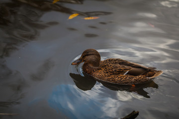 Mallard female duck on the lake in nature in october. Reflection in water.