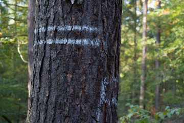 Markings on a tree in the forest