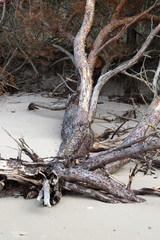 fallen pine trees on the beach