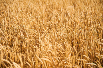 Golden wheat field and sunny day