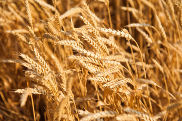 Golden wheat field and sunny day
