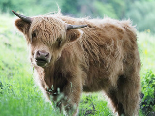 Young Highland Cattle Scotland