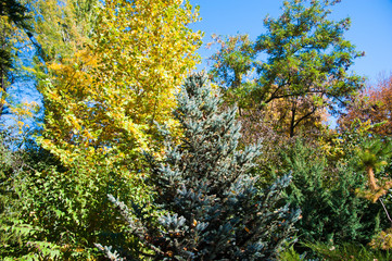 Sunny autumn day in the city park